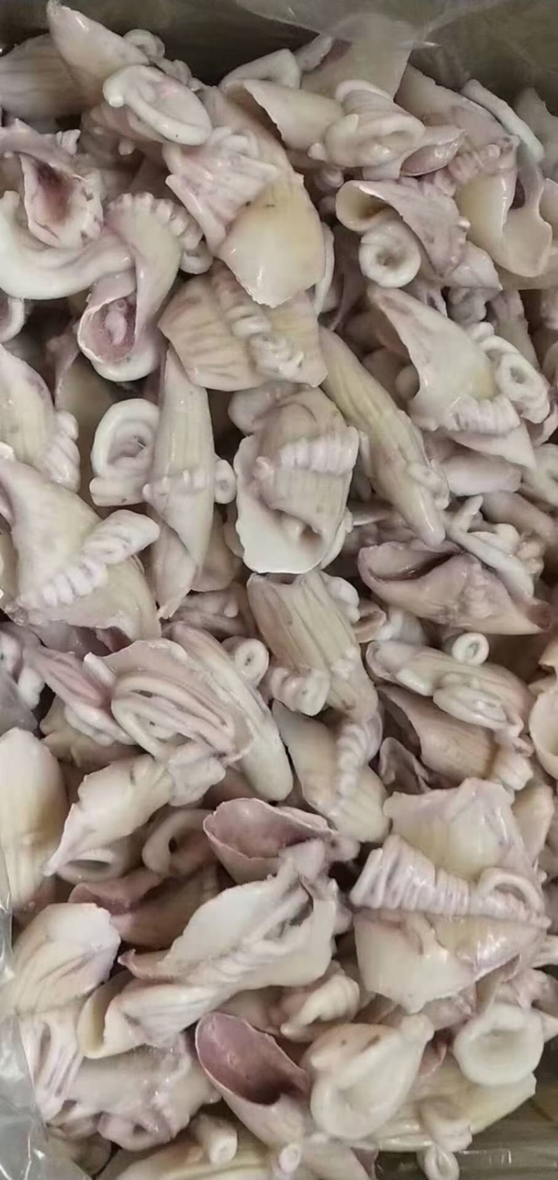 鱿鱼系列价格超低