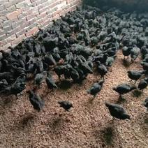 五黑鸡脱温苗前期疫苗做齐路途包活保质保量