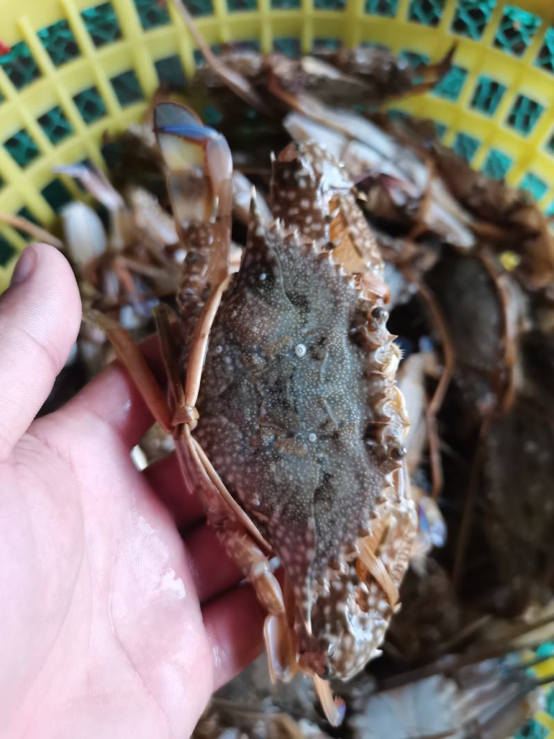 花蟹，母蟹红蟹刚上岸断气大中小花蟹，肉质肥满鲜美