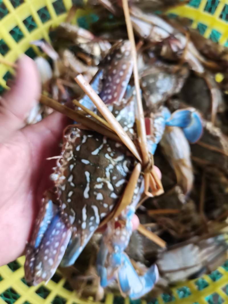 花蟹，母蟹红蟹刚上岸断气大中小花蟹，肉质肥满鲜美