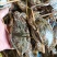 花蟹，母蟹红蟹刚上岸断气大中小花蟹，肉质肥满鲜美