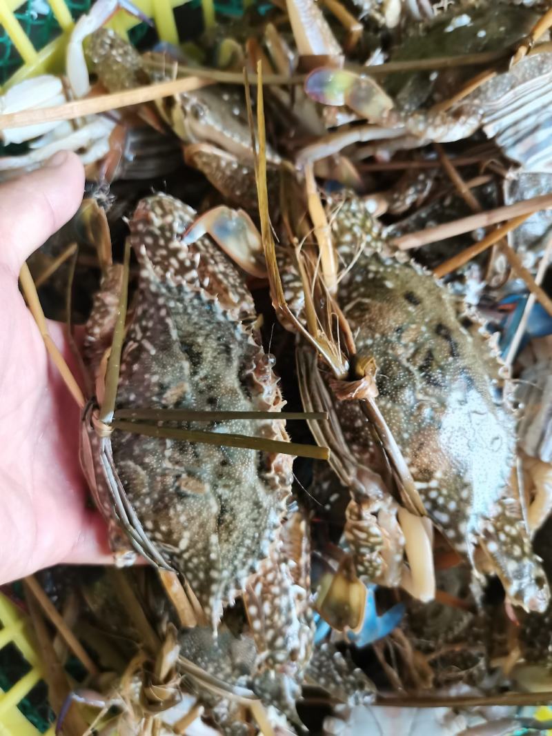 花蟹，母蟹红蟹刚上岸断气大中小花蟹，肉质肥满鲜美