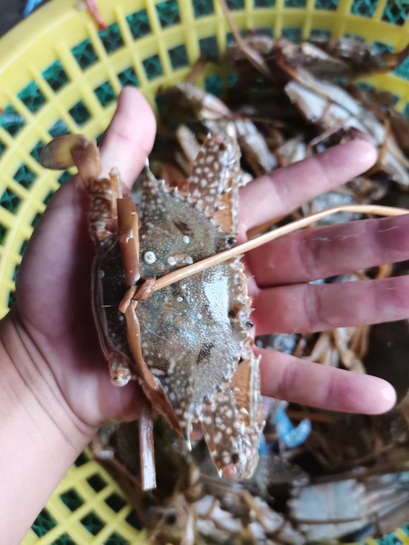 花蟹，母蟹红蟹刚上岸断气大中小花蟹，肉质肥满鲜美
