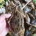 花蟹，母蟹红蟹刚上岸断气大中小花蟹，肉质肥满鲜美