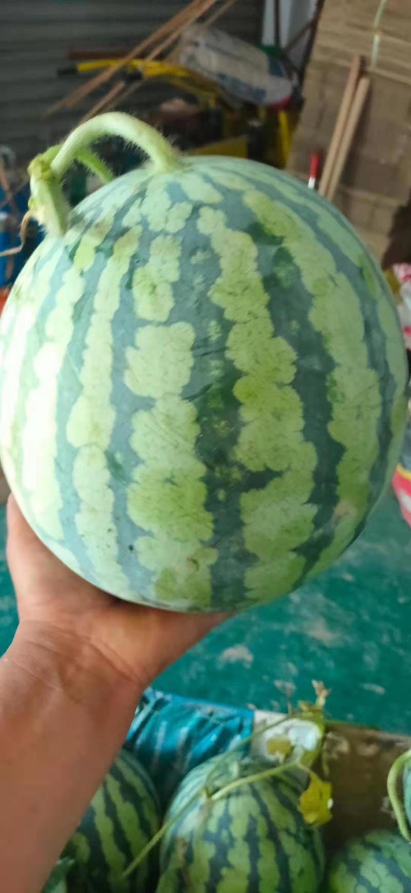 【精品】安徽美都西瓜大量上市，产地直销，货源稳定欢迎选购