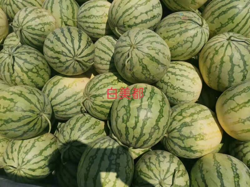 【精品】安徽美都西瓜大量上市，产地直销，货源稳定欢迎选购