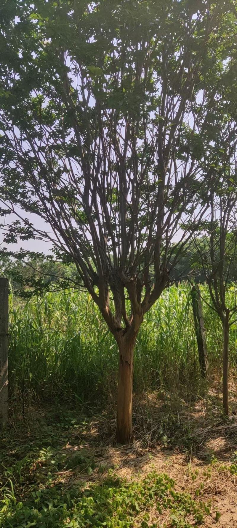 紫薇，精品速生紫薇！欢迎各位老板前来洽谈
