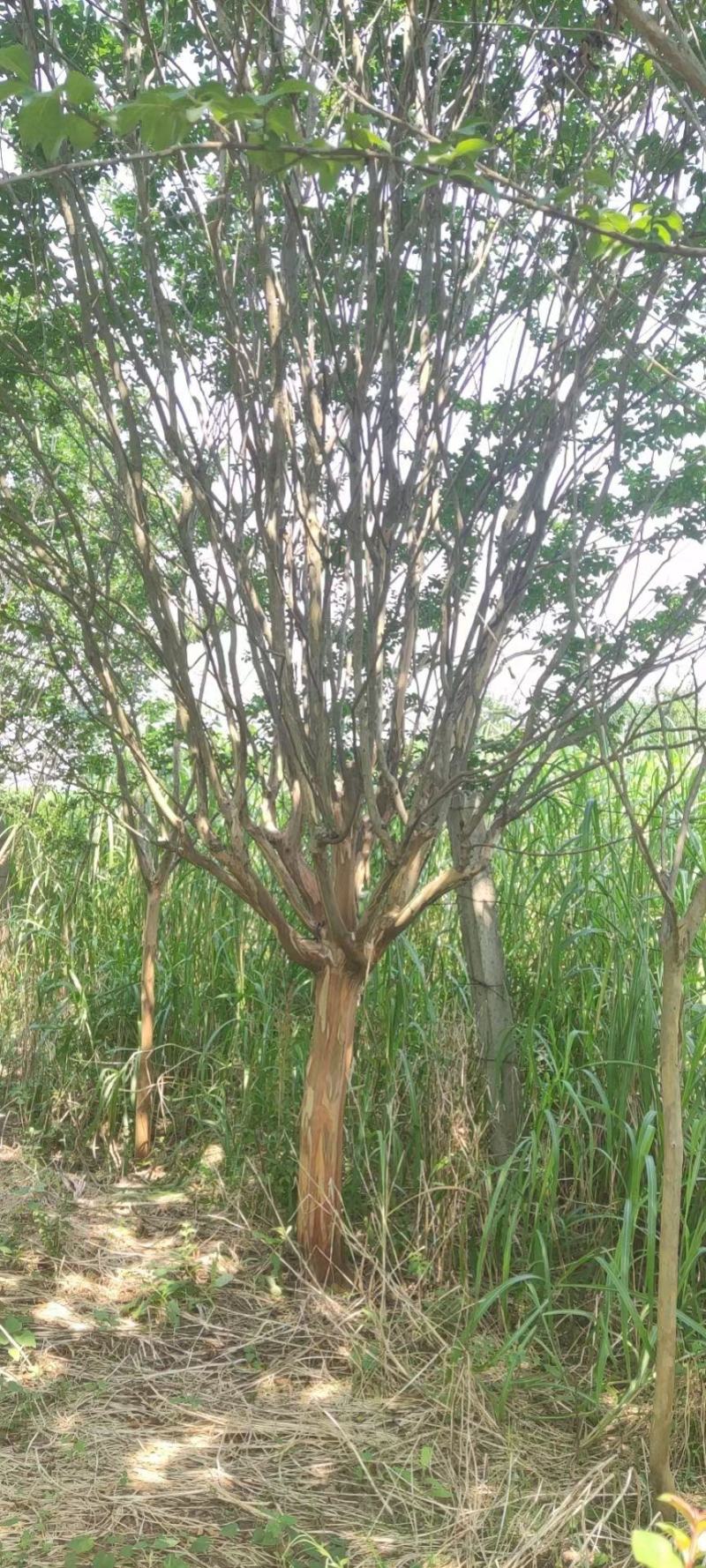 紫薇，精品速生紫薇！欢迎各位老板前来洽谈