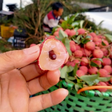 六月红荔枝