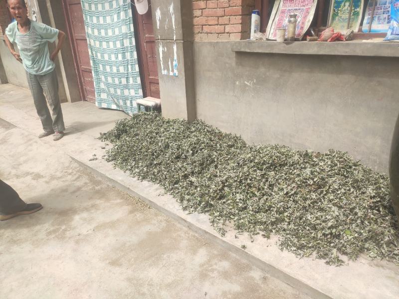 艾叶全科艾秦岭山货野生艾种植艾
