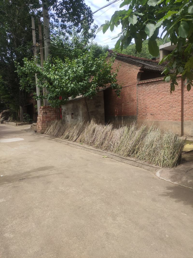 艾叶全科艾秦岭山货野生艾种植艾