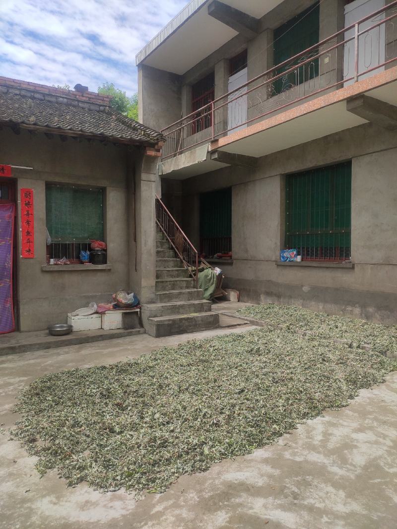 艾叶全科艾秦岭山货野生艾种植艾