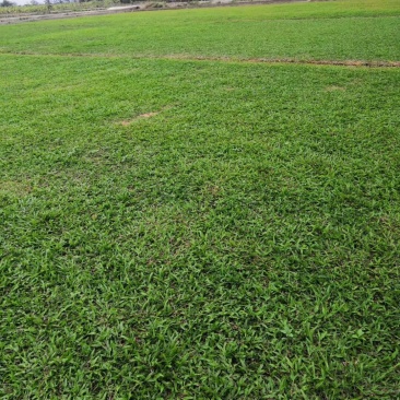 大叶油、台湾草皮基地。