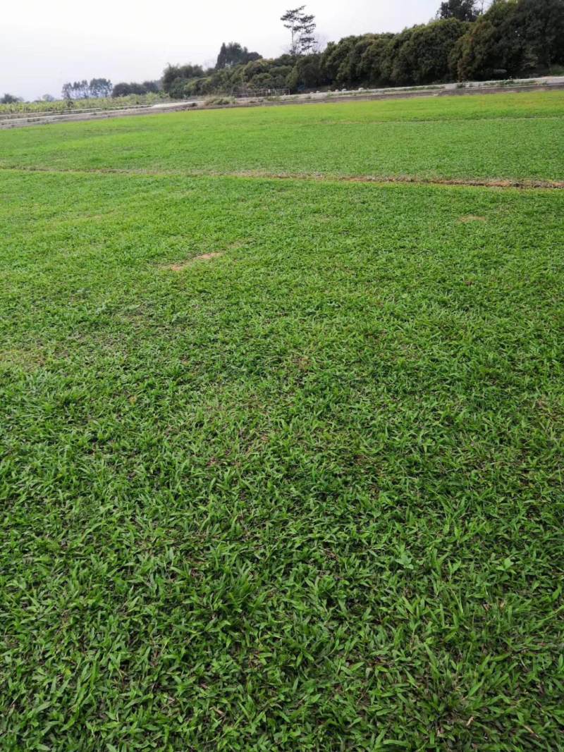 大叶油、台湾草皮基地。