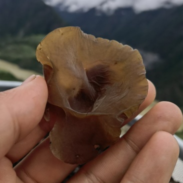 木耳正宗干片野生