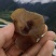 木耳正宗干片野生