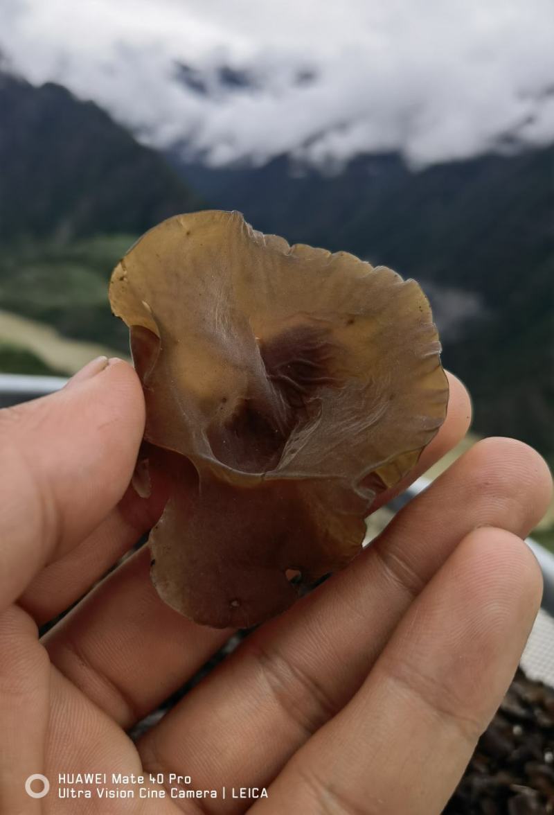 木耳正宗干片野生