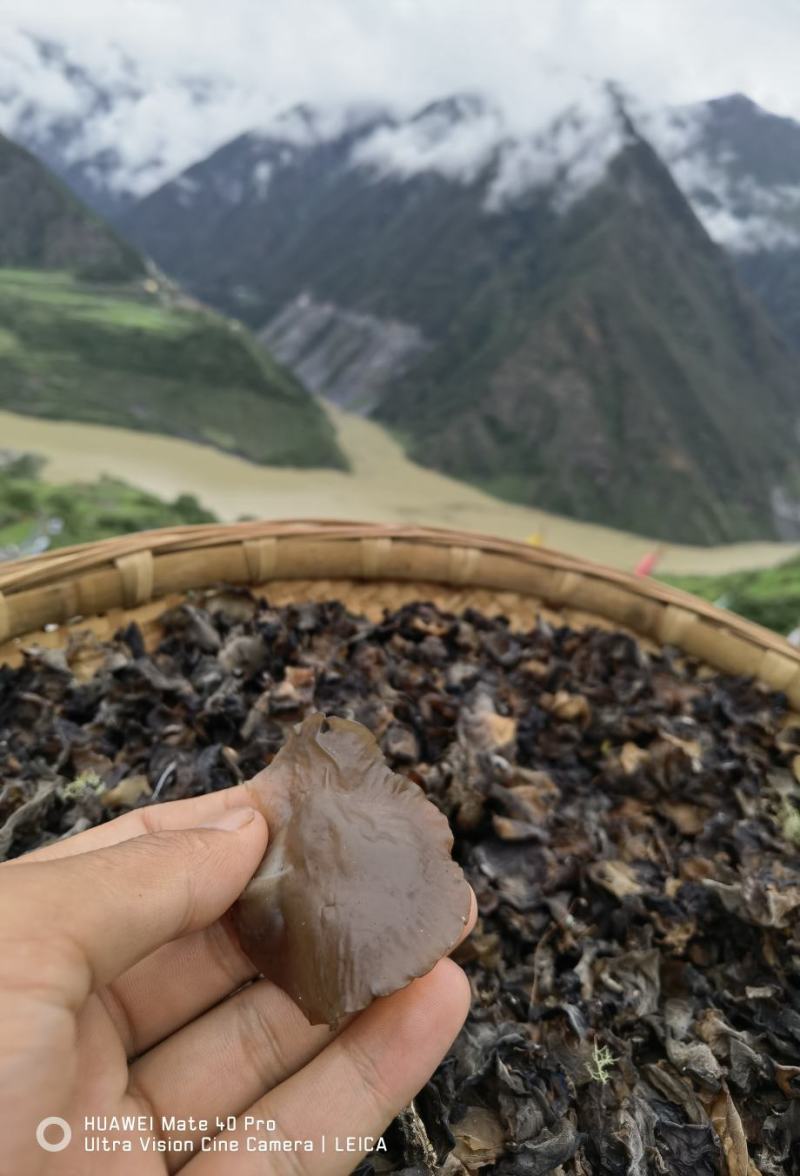 木耳正宗干片野生