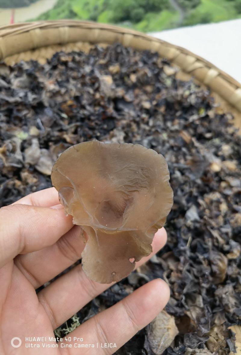 木耳正宗干片野生