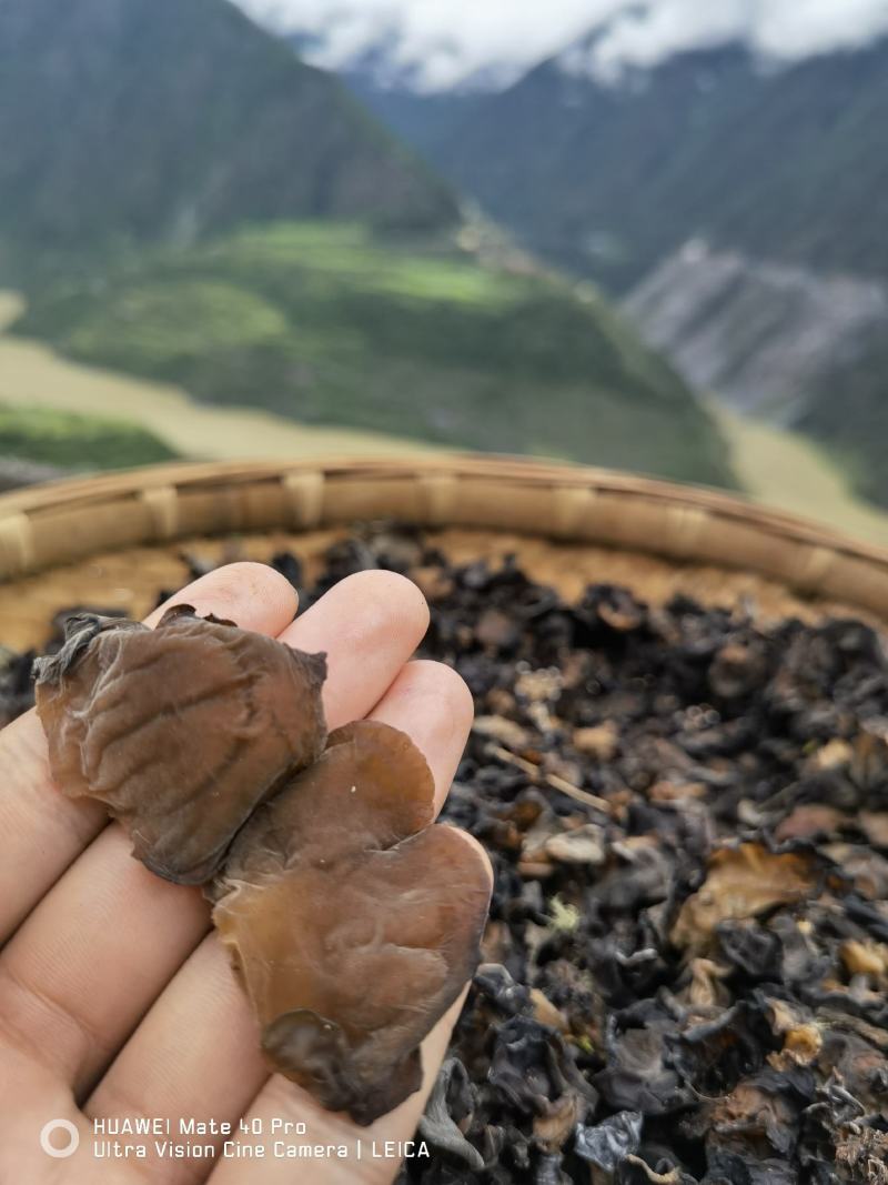 木耳正宗干片野生