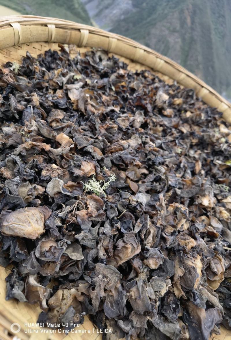 木耳正宗干片野生
