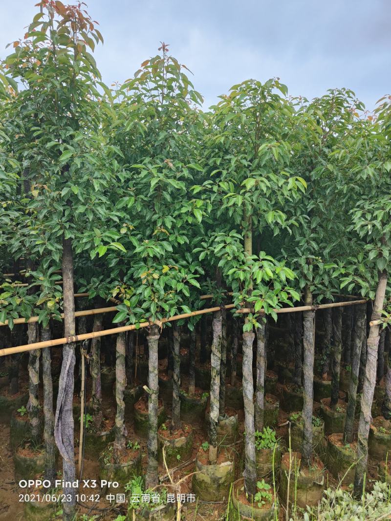 香樟