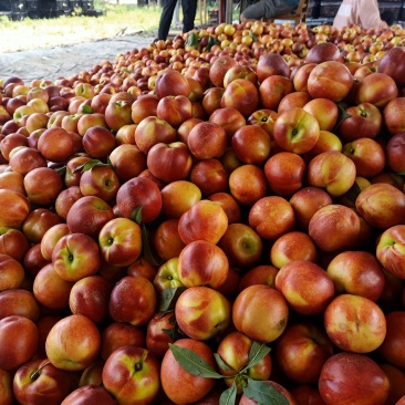 山东露天油桃露天油桃大量上市油桃质量好全国发货