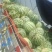 头茬美都西瓜口味甜。