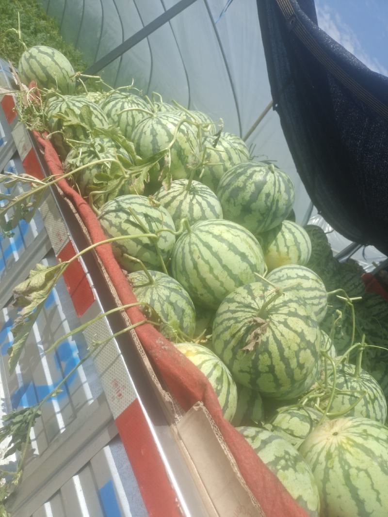头茬美都西瓜口味甜。