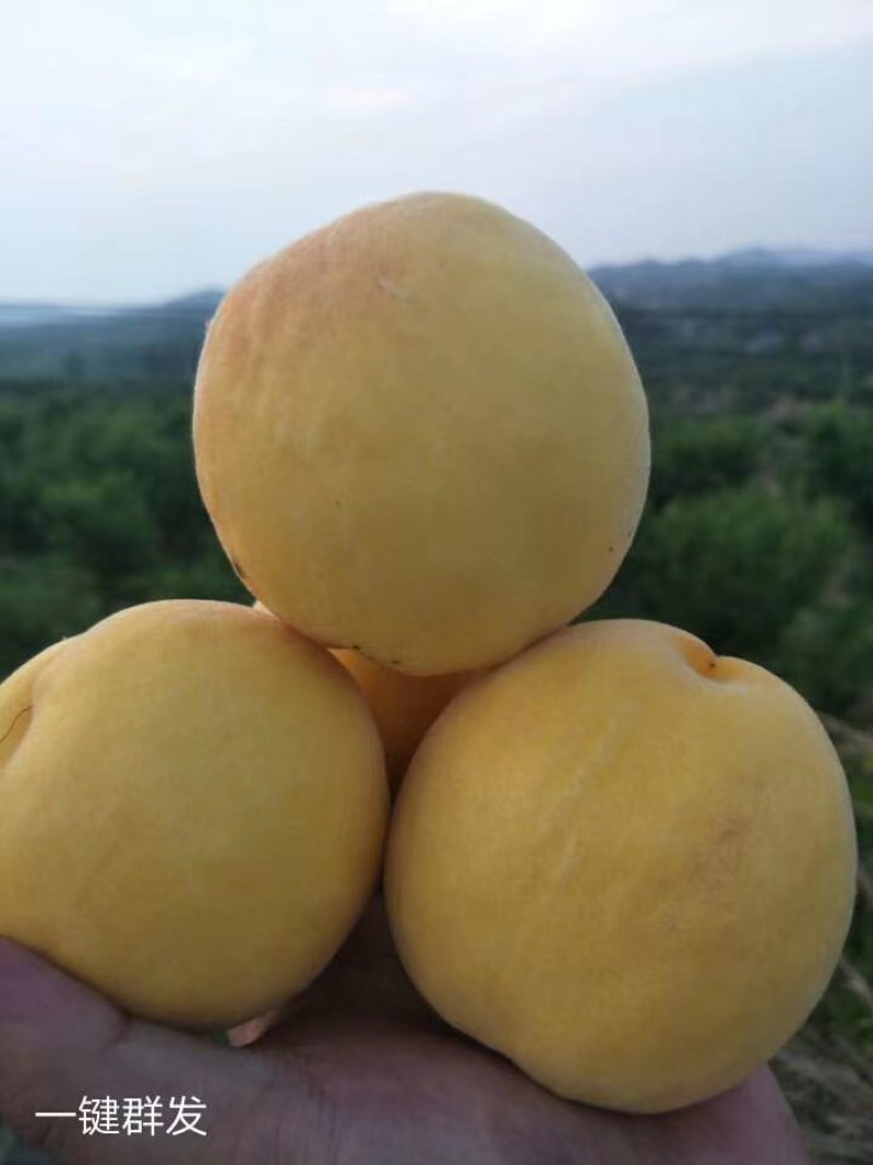 陆地黄油桃，黄金蜜，金秀蜜，油蟠桃品种齐全质量好品种齐全
