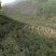 对外承包，茶园周边林地发展空间大，可种药材和果林