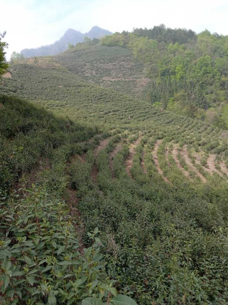 对外承包，茶园周边林地发展空间大，可种药材和果林