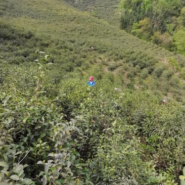 对外承包，茶园周边林地发展空间大，可种药材和果林