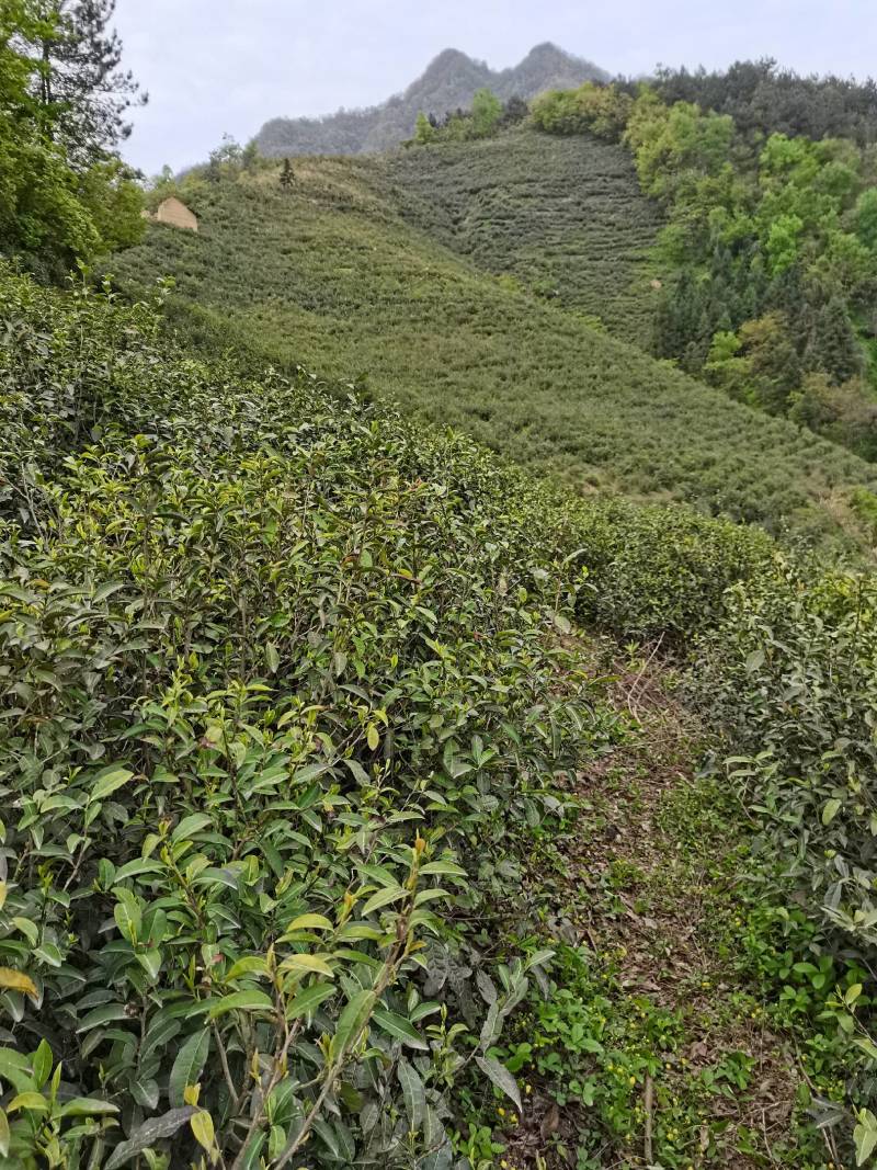 对外承包，茶园周边林地发展空间大，可种药材和果林
