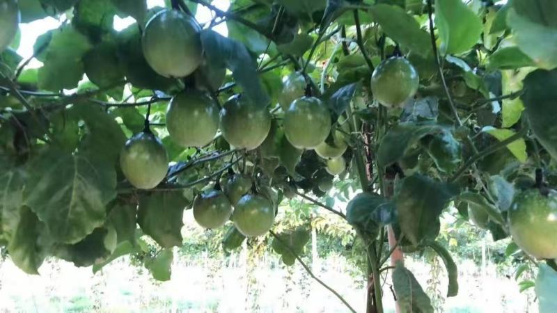 【优质商家】精品钦蜜黄金百香果现摘现发量大从优