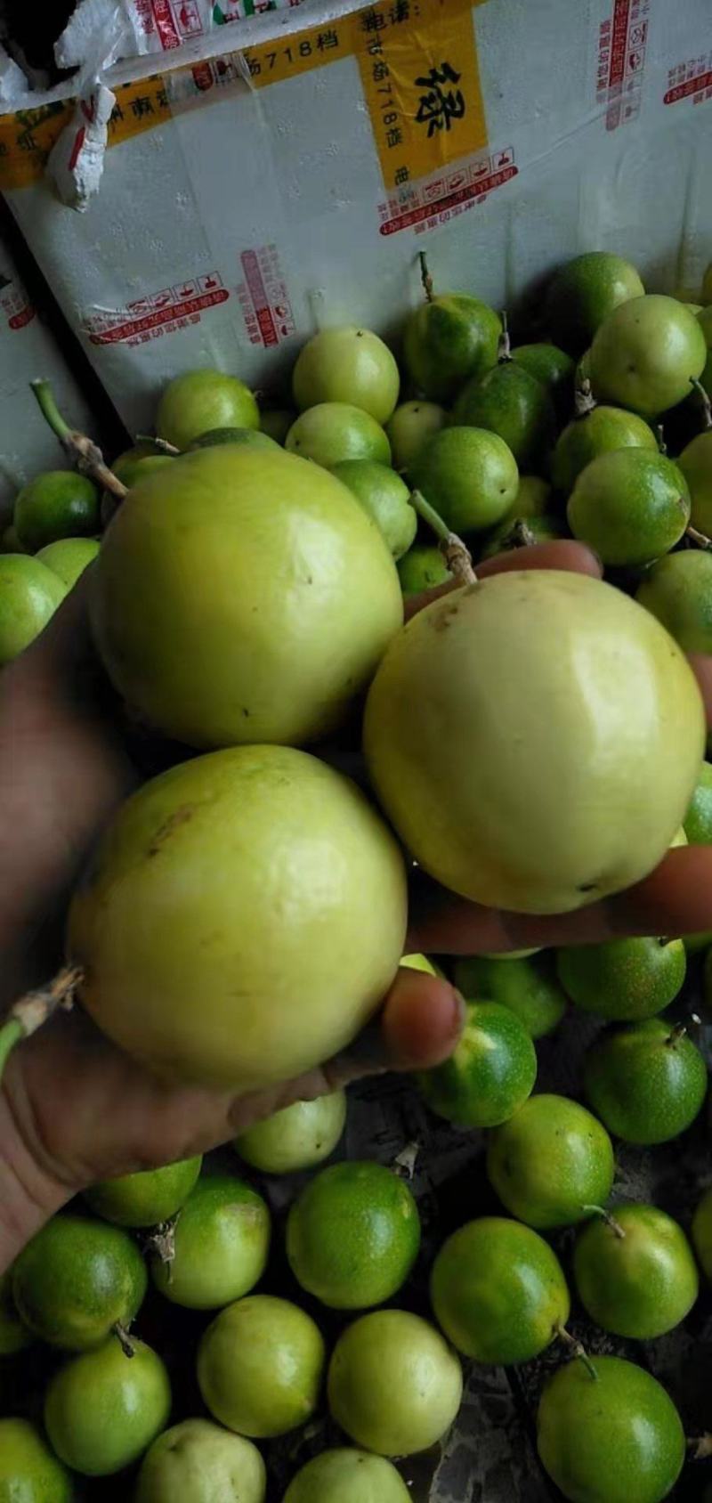 【优质商家】精品钦蜜黄金百香果现摘现发量大从优