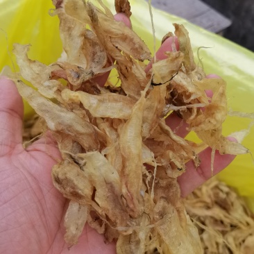 大黄鱼鱼胶