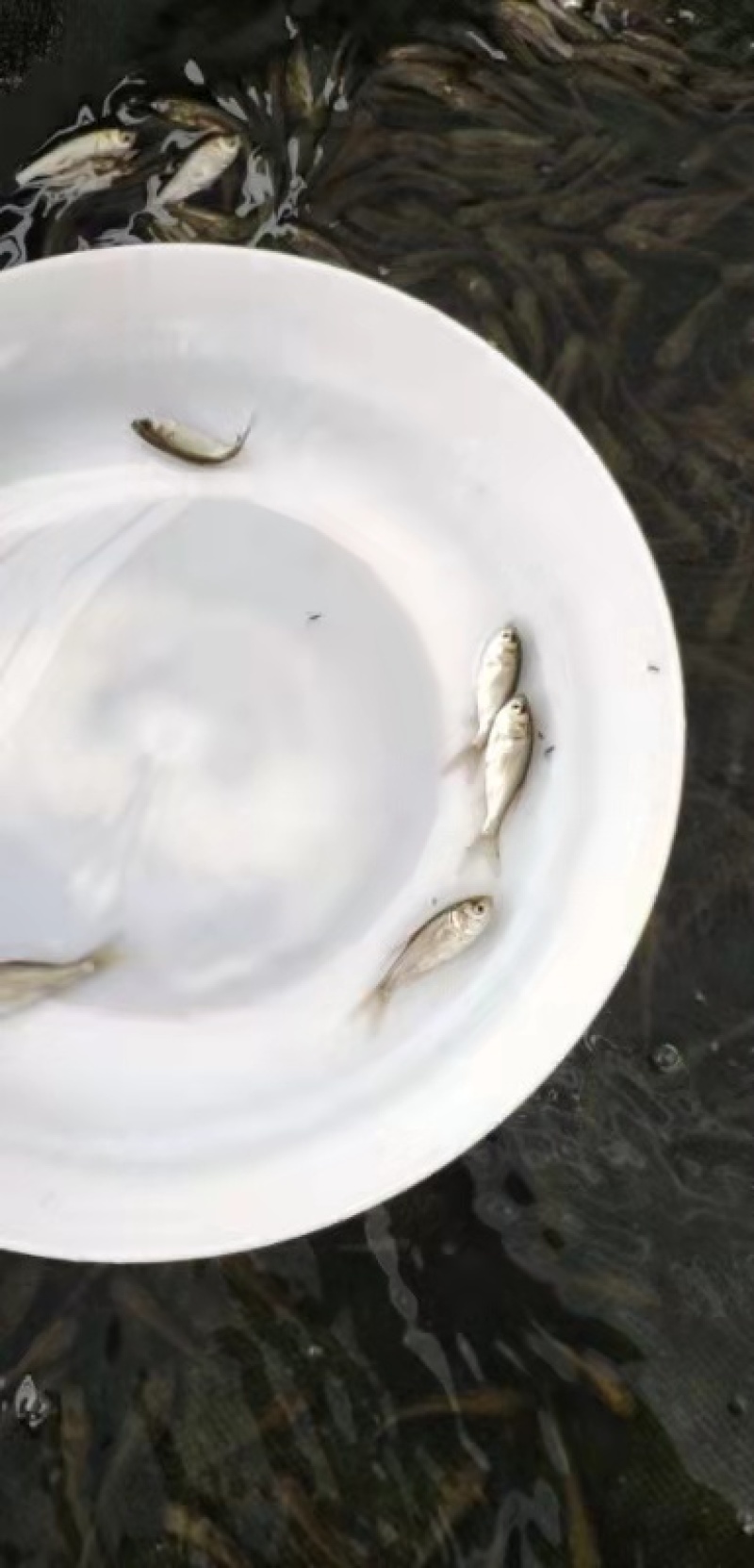 花白鲢鱼苗扁鱼改水底好帮手，好过用各种鱼药，又便宜