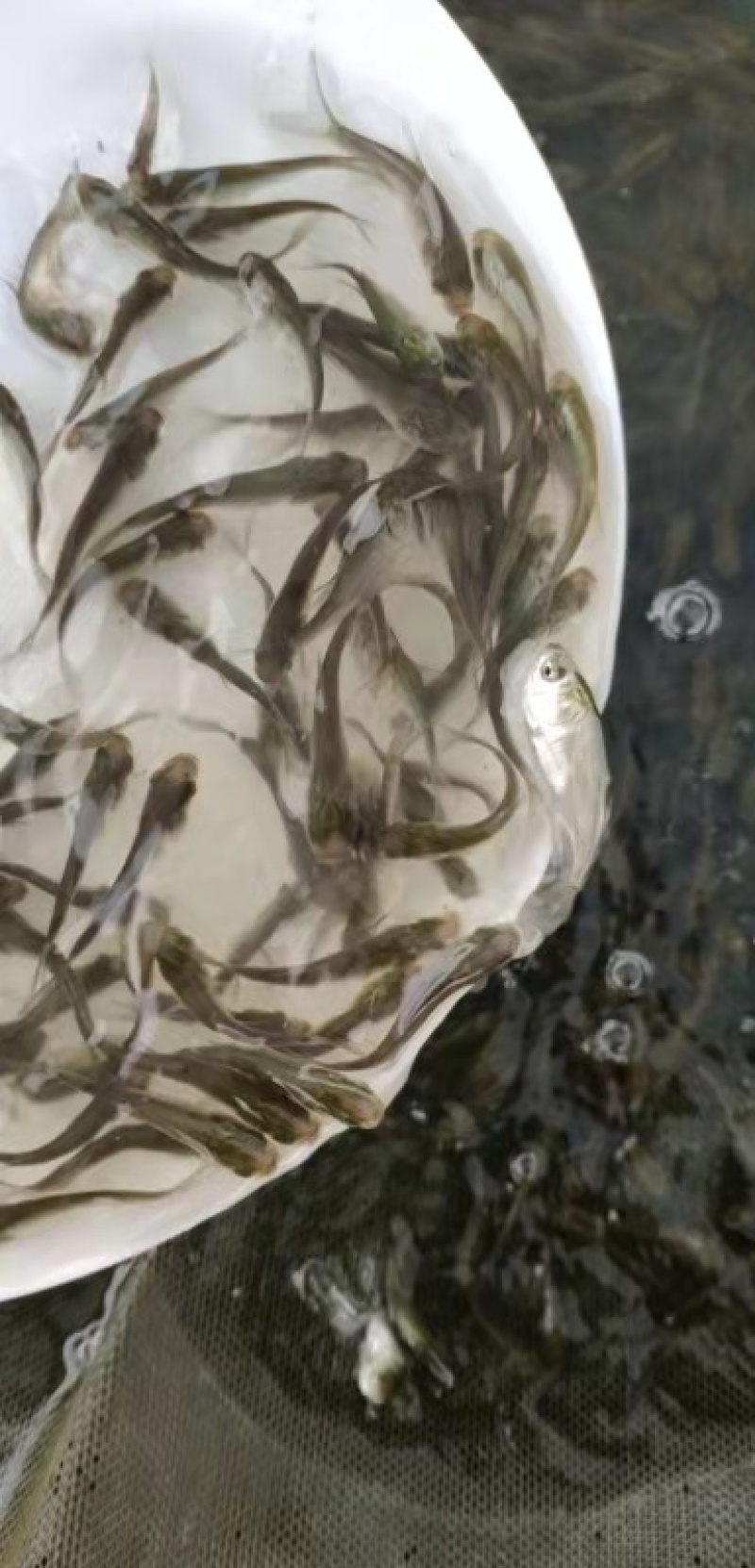 花白鲢鱼苗扁鱼改水底好帮手，好过用各种鱼药，又便宜