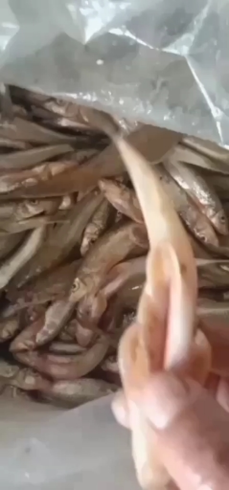 棍子鱼，船丁子，川丁子