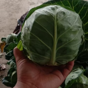 精品甘蓝