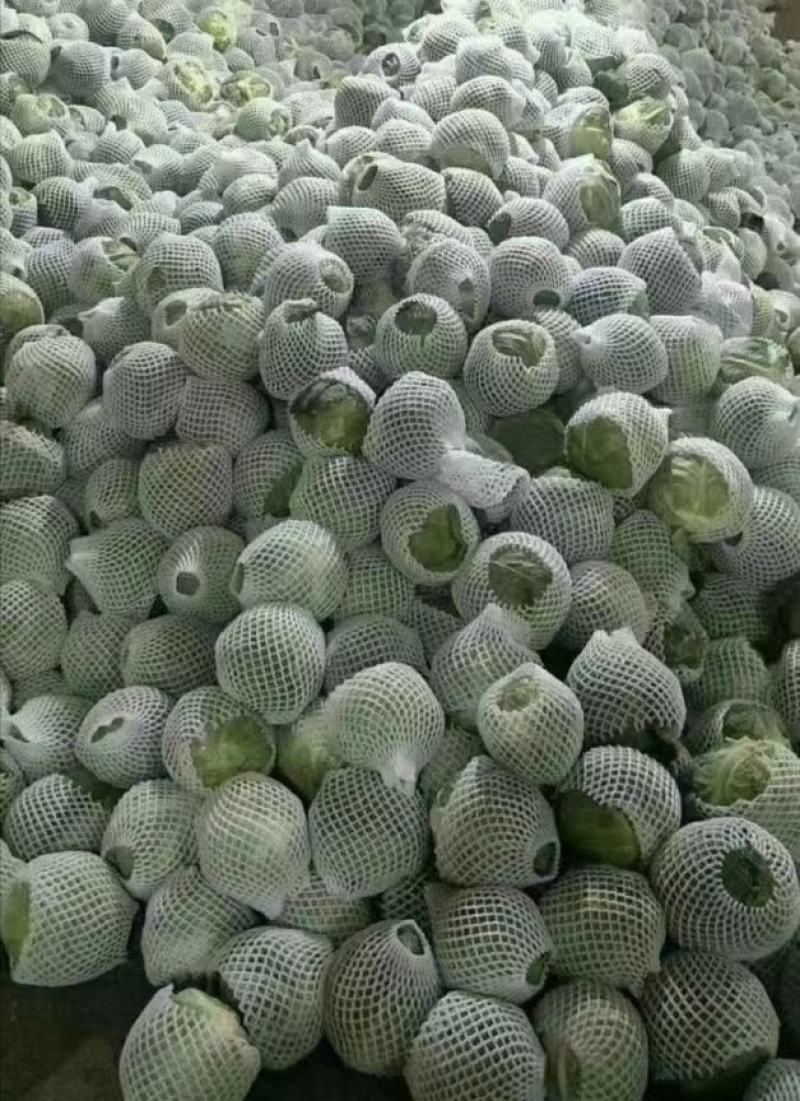 精品甘蓝