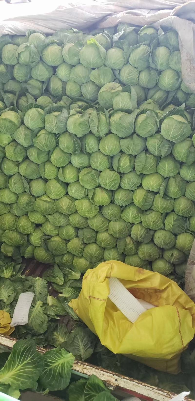 精品甘蓝