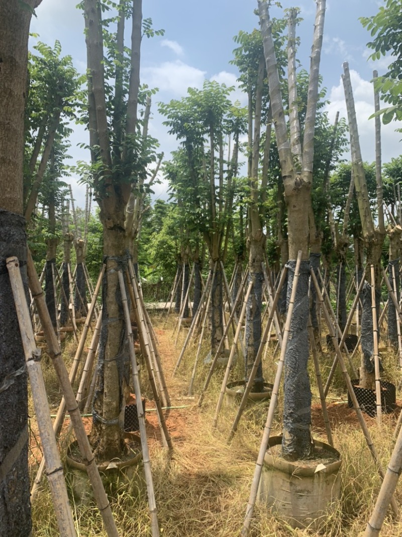 火焰木骨架苗长期供应15公分-20公分
