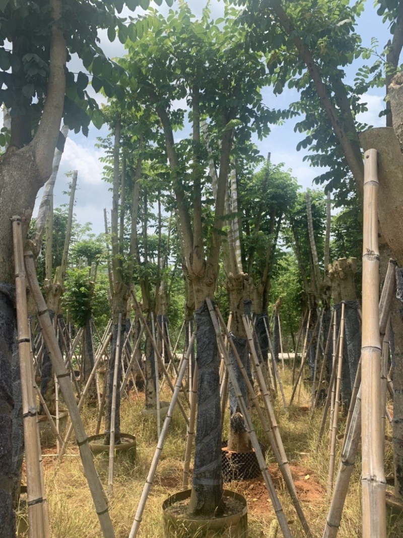 火焰木骨架苗长期供应15公分-20公分