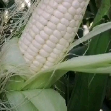万糯2000