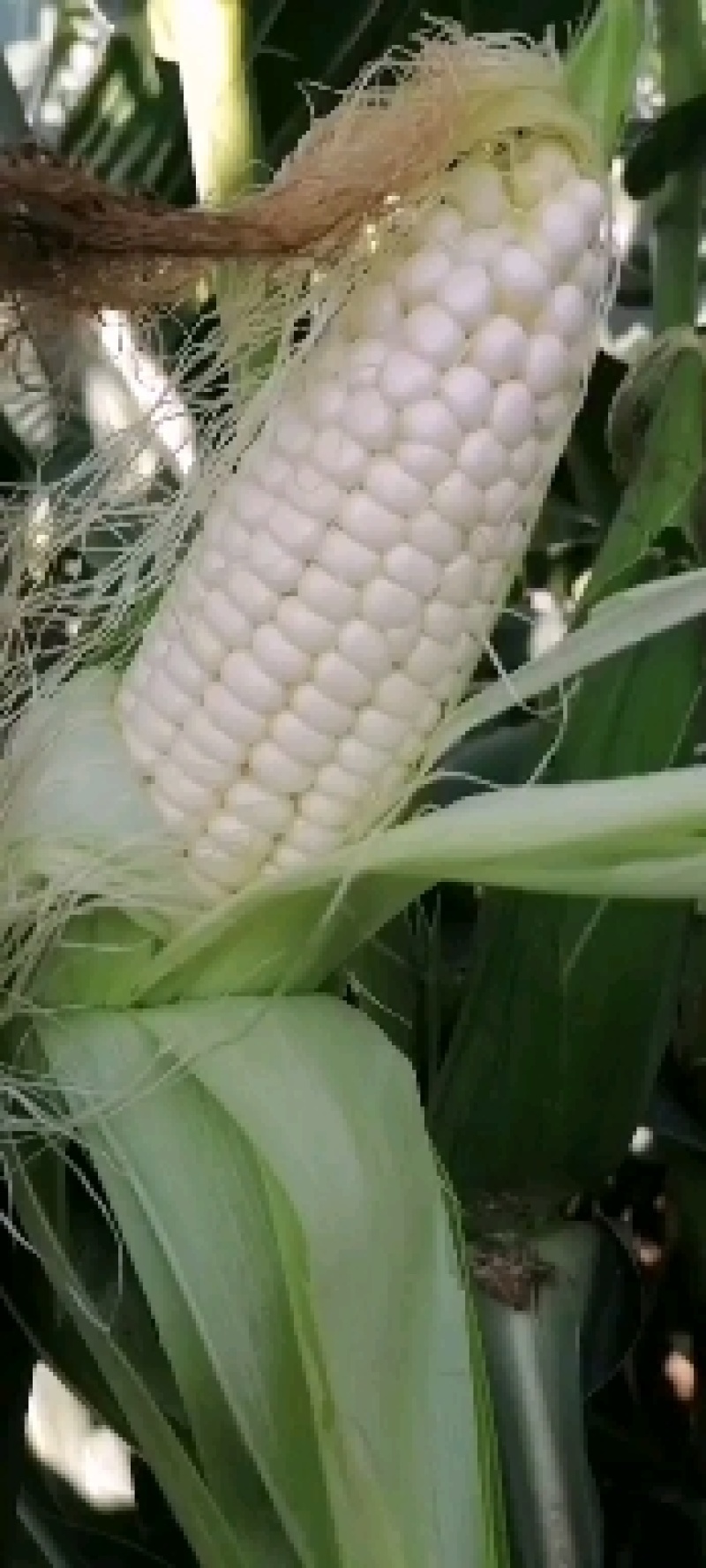 万糯2000