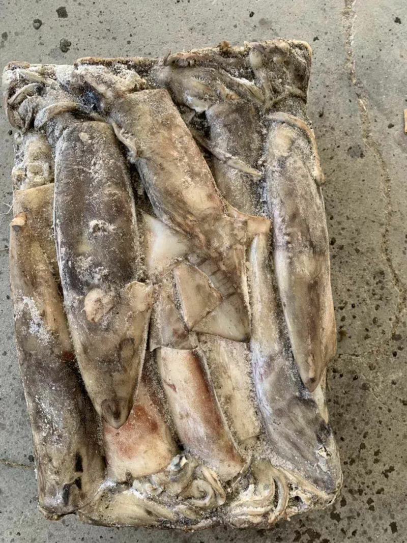 新鲜单冻大鱿鱼海捕整只冰鲜冷冻海鲜鱿鱼烧烤食材鱿鱼