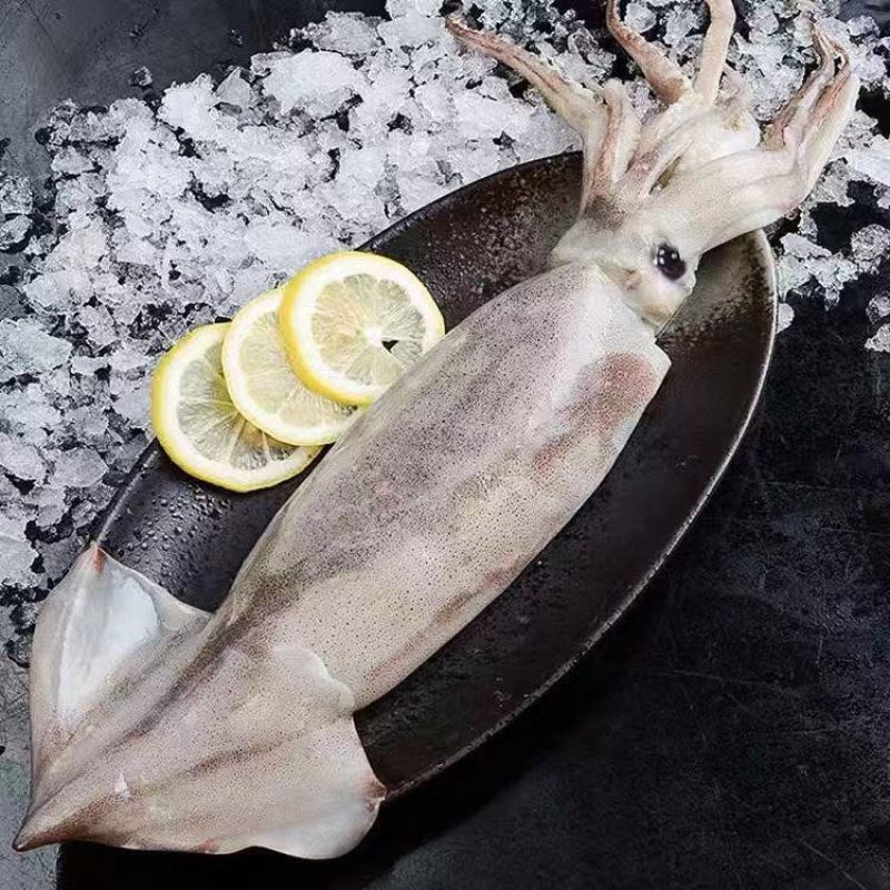 新鲜单冻大鱿鱼海捕整只冰鲜冷冻海鲜鱿鱼烧烤食材鱿鱼