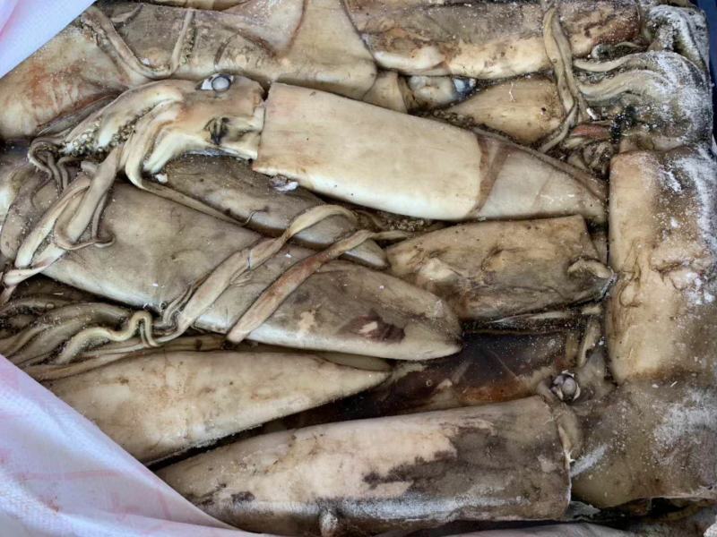 新鲜单冻大鱿鱼海捕整只冰鲜冷冻海鲜鱿鱼烧烤食材鱿鱼